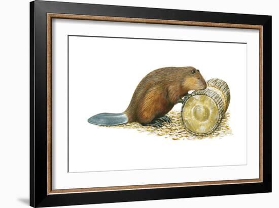 Beaver Gnawing on Log. (Castor Canadensis), Mammals-Encyclopaedia Britannica-Framed Art Print