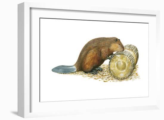 Beaver Gnawing on Log. (Castor Canadensis), Mammals-Encyclopaedia Britannica-Framed Art Print