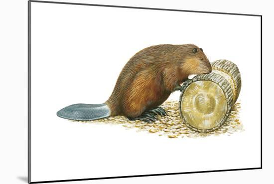 Beaver Gnawing on Log. (Castor Canadensis), Mammals-Encyclopaedia Britannica-Mounted Art Print