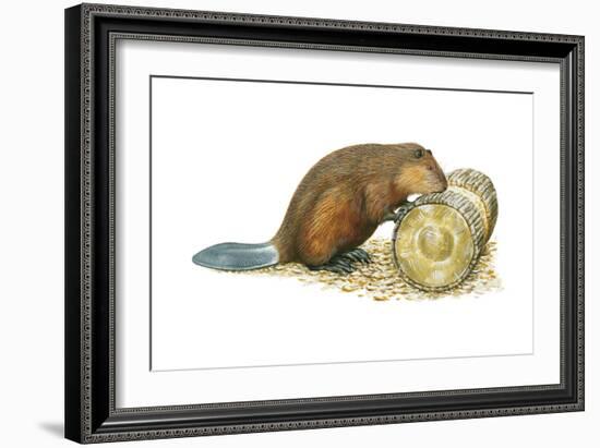 Beaver Gnawing on Log. (Castor Canadensis), Mammals-Encyclopaedia Britannica-Framed Art Print