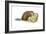 Beaver Gnawing on Log. (Castor Canadensis), Mammals-Encyclopaedia Britannica-Framed Art Print