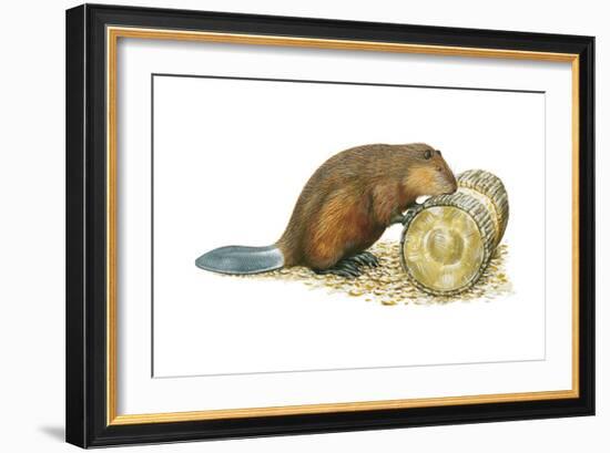 Beaver Gnawing on Log. (Castor Canadensis), Mammals-Encyclopaedia Britannica-Framed Art Print