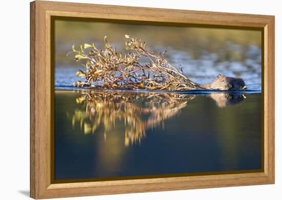 Beaver in Denali National Park-Paul Souders-Framed Premier Image Canvas