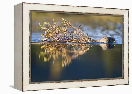 Beaver in Denali National Park-Paul Souders-Framed Premier Image Canvas