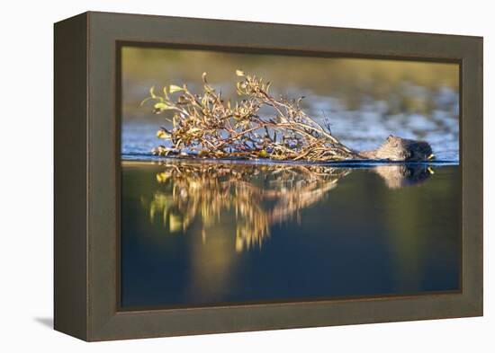 Beaver in Denali National Park-Paul Souders-Framed Premier Image Canvas