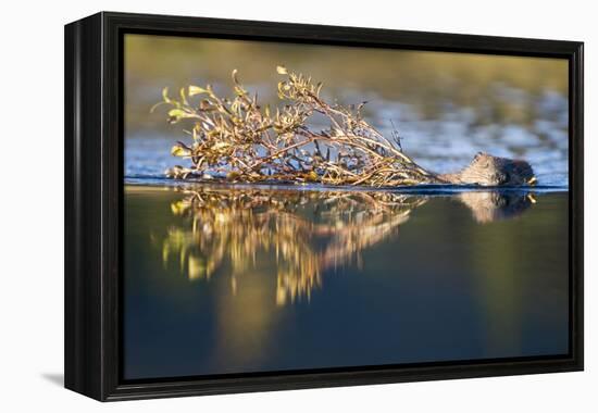 Beaver in Denali National Park-Paul Souders-Framed Premier Image Canvas