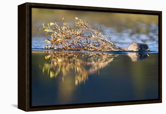 Beaver in Denali National Park-Paul Souders-Framed Premier Image Canvas