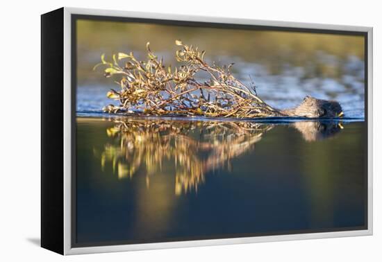 Beaver in Denali National Park-Paul Souders-Framed Premier Image Canvas