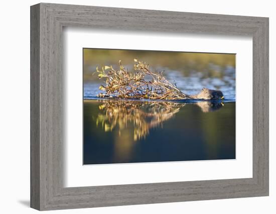 Beaver in Denali National Park-Paul Souders-Framed Photographic Print