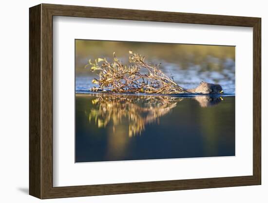 Beaver in Denali National Park-Paul Souders-Framed Photographic Print