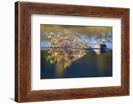 Beaver in Denali National Park-Paul Souders-Framed Photographic Print