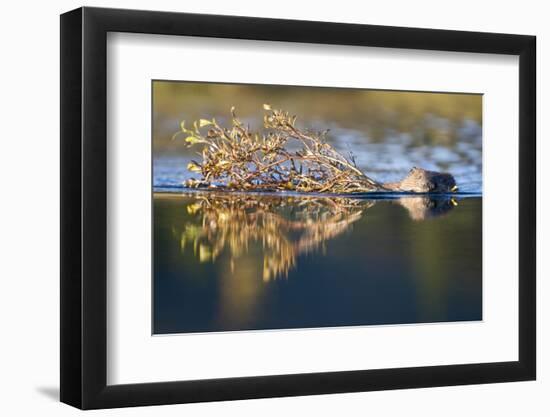 Beaver in Denali National Park-Paul Souders-Framed Photographic Print