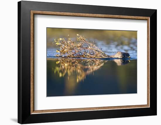 Beaver in Denali National Park-Paul Souders-Framed Photographic Print