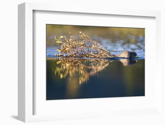 Beaver in Denali National Park-Paul Souders-Framed Photographic Print