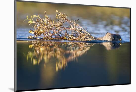 Beaver in Denali National Park-Paul Souders-Mounted Photographic Print