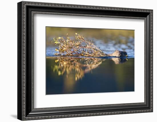 Beaver in Denali National Park-Paul Souders-Framed Photographic Print