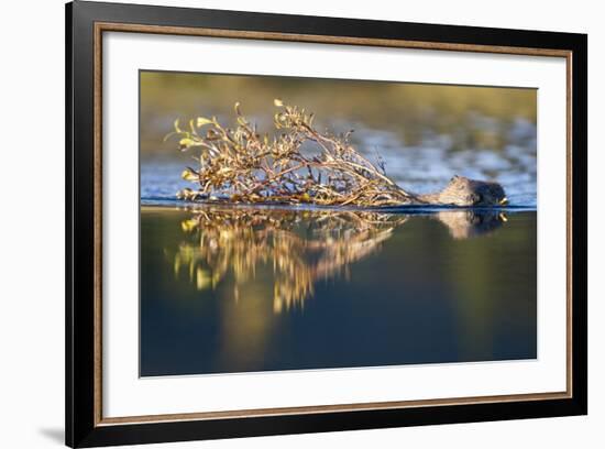 Beaver in Denali National Park-Paul Souders-Framed Photographic Print