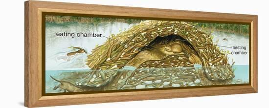 Beaver Lodge or House in Cross Section. (Castor Canadensis), Mammals-Encyclopaedia Britannica-Framed Stretched Canvas