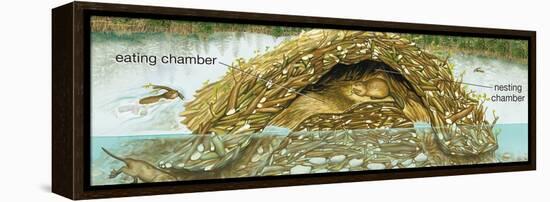 Beaver Lodge or House in Cross Section. (Castor Canadensis), Mammals-Encyclopaedia Britannica-Framed Stretched Canvas