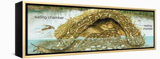 Beaver Lodge or House in Cross Section. (Castor Canadensis), Mammals-Encyclopaedia Britannica-Framed Stretched Canvas