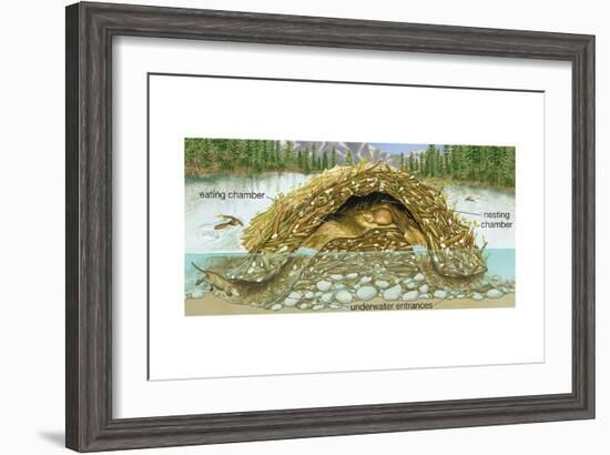 Beaver Lodge or House in Cross Section. (Castor Canadensis), Mammals-Encyclopaedia Britannica-Framed Art Print