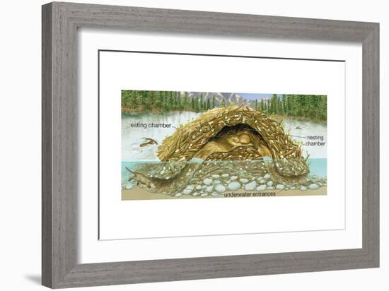 Beaver Lodge or House in Cross Section. (Castor Canadensis), Mammals-Encyclopaedia Britannica-Framed Art Print