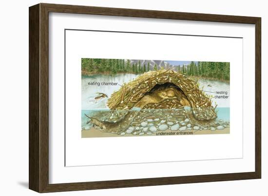 Beaver Lodge or House in Cross Section. (Castor Canadensis), Mammals-Encyclopaedia Britannica-Framed Art Print