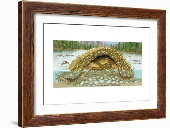 Beaver Lodge or House in Cross Section. (Castor Canadensis), Mammals-Encyclopaedia Britannica-Framed Art Print