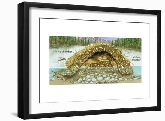 Beaver Lodge or House in Cross Section. (Castor Canadensis), Mammals-Encyclopaedia Britannica-Framed Art Print