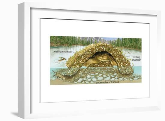 Beaver Lodge or House in Cross Section. (Castor Canadensis), Mammals-Encyclopaedia Britannica-Framed Art Print