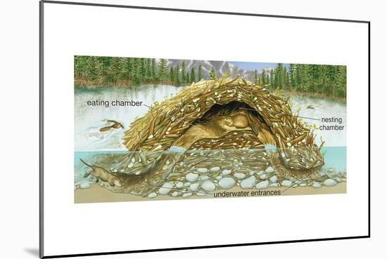 Beaver Lodge or House in Cross Section. (Castor Canadensis), Mammals-Encyclopaedia Britannica-Mounted Art Print