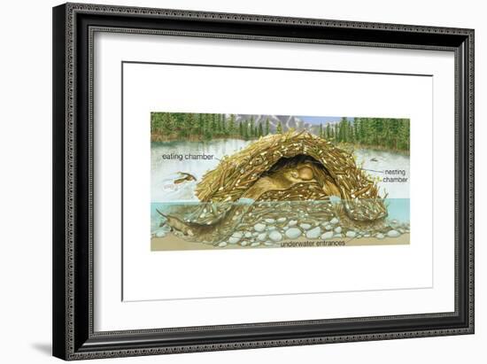 Beaver Lodge or House in Cross Section. (Castor Canadensis), Mammals-Encyclopaedia Britannica-Framed Art Print