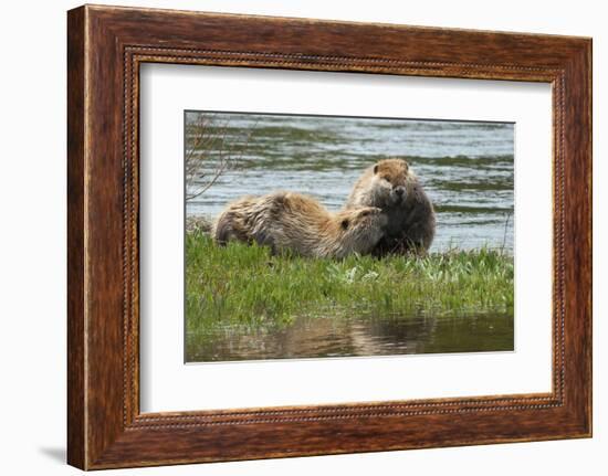 Beaver Pair Resting-Ken Archer-Framed Photographic Print