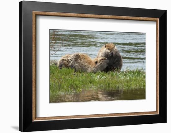 Beaver Pair Resting-Ken Archer-Framed Photographic Print