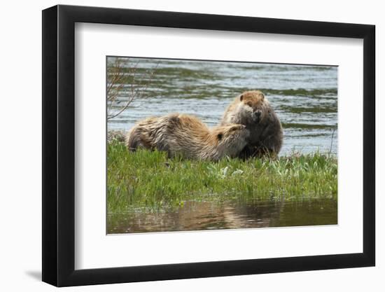 Beaver Pair Resting-Ken Archer-Framed Photographic Print