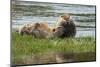 Beaver Pair Resting-Ken Archer-Mounted Photographic Print