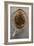 Beaver Pelt Stretched on a Sapling Frame and Laced with Rawhide-null-Framed Giclee Print