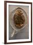 Beaver Pelt Stretched on a Sapling Frame and Laced with Rawhide-null-Framed Giclee Print