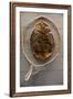 Beaver Pelt Stretched on a Sapling Frame and Laced with Rawhide-null-Framed Giclee Print