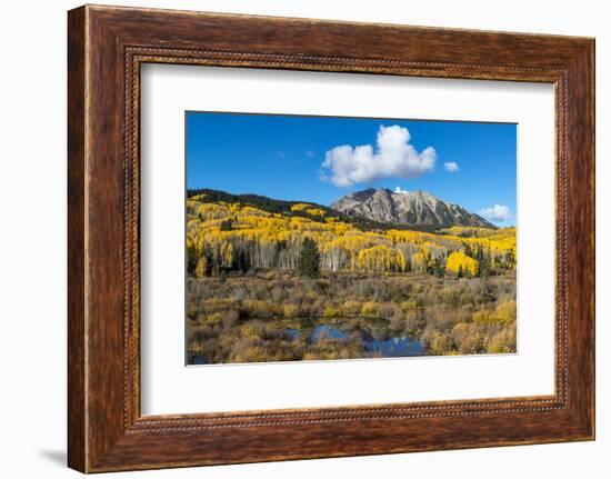 Beaver pond and Fall foliage and Aspen trees at their peak, near Crested Butte, Colorado-Howie Garber-Framed Photographic Print