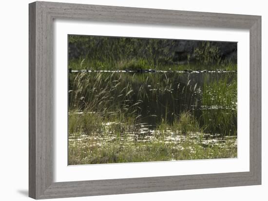 Beaver Pond, Custer State Park in the Black Hills, South Dakota-null-Framed Photographic Print