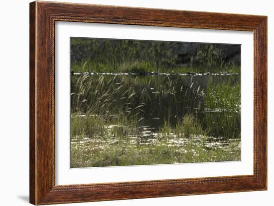 Beaver Pond, Custer State Park in the Black Hills, South Dakota-null-Framed Photographic Print