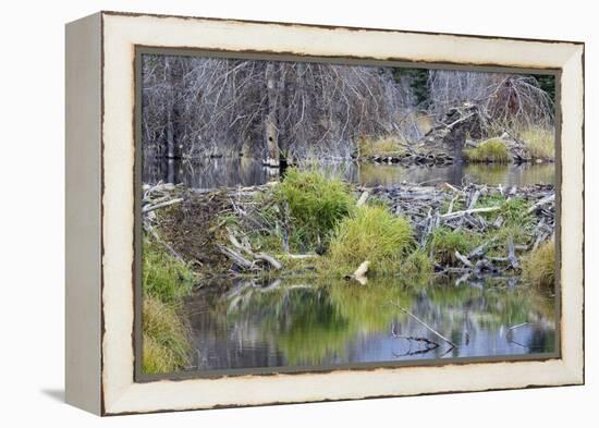 Beaver Pond, Dam and House-Ken Archer-Framed Premier Image Canvas