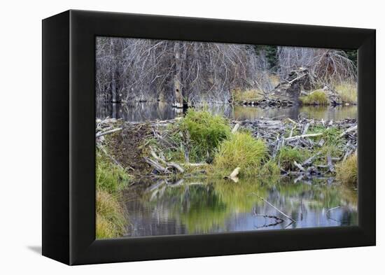 Beaver Pond, Dam and House-Ken Archer-Framed Premier Image Canvas