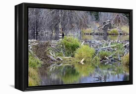 Beaver Pond, Dam and House-Ken Archer-Framed Premier Image Canvas