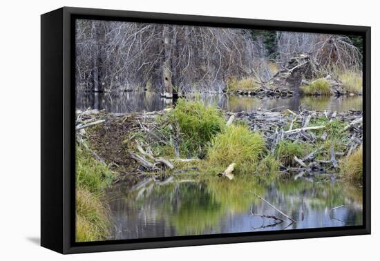 Beaver Pond, Dam and House-Ken Archer-Framed Premier Image Canvas