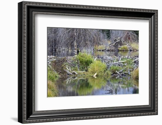 Beaver Pond, Dam and House-Ken Archer-Framed Photographic Print