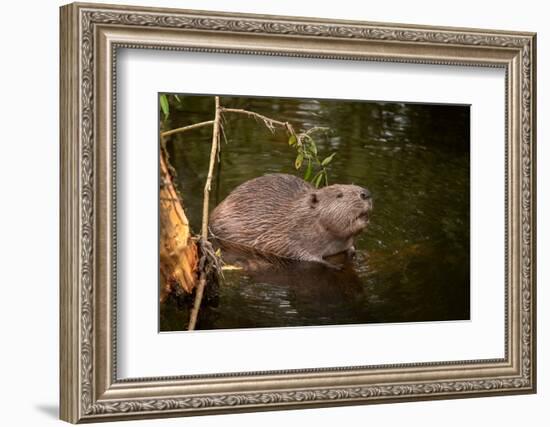 Beaver Sitting in a River, close Up-Digital Wildlife Scotland-Framed Photographic Print