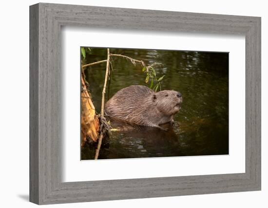 Beaver Sitting in a River, close Up-Digital Wildlife Scotland-Framed Photographic Print