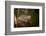 Beaver Sitting in a River, close Up-Digital Wildlife Scotland-Framed Photographic Print